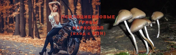 стаф Баксан