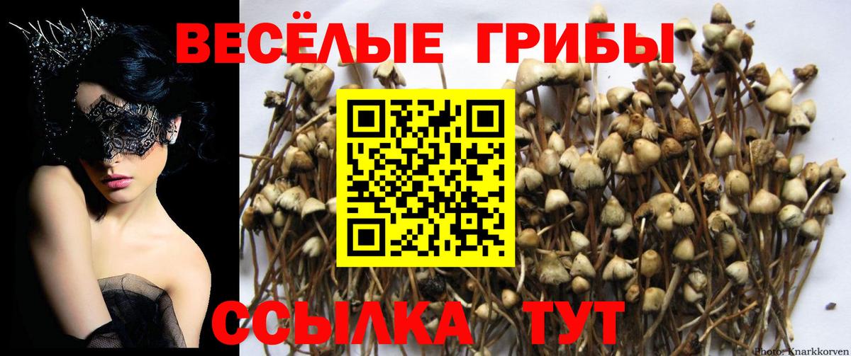 Псилоцибиновые грибы Magic Shrooms  Вход с VPN  Кизилюрт  Псилоцибиновые грибы Magic Shrooms 